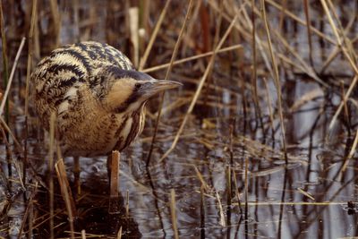 Conservationists hail record year for UK’s loudest bird after previous concern