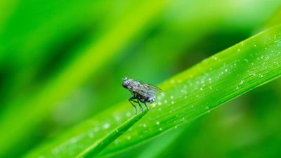 This simple sugar solution will keep flies off houseplants – plus 7 other non-toxic methods plants experts say really work