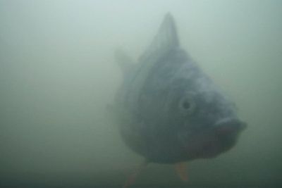 Millions tune in online to ring this fish doorbell in the Netherlands