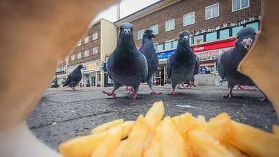 Take a look at the winning images from this year's British Wildlife Photography Awards