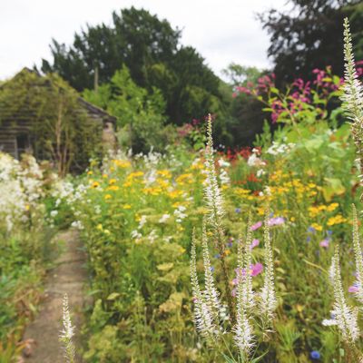 Can you plant wildflower seeds in March? Add the task to this month's to-do list for a flourishing summer garden