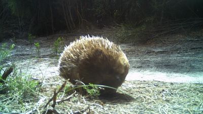 Echidna digs in to help island wildlife back from blaze
