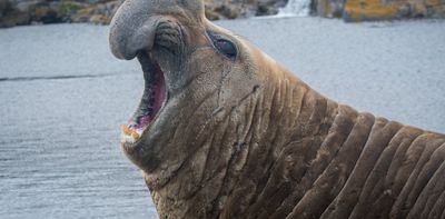 Southern elephant seals are adaptable – but they struggle when faced with both rapid climate change and human impacts