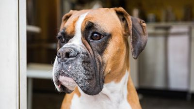 Boxer: This highly energetic breed makes for fun-loving pets if you can give them the time they need