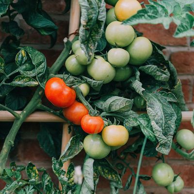 5 plants you should never grow with tomatoes – experts warn they can cause poor-quality fruits and disease