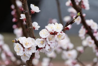 People urged to enjoy blossom spectacle as warm weather kick-starts spring