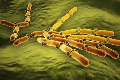 Quick Facts On Listeria: What You Should Know As UK Outbreak Kills Three, Two More Under Observation