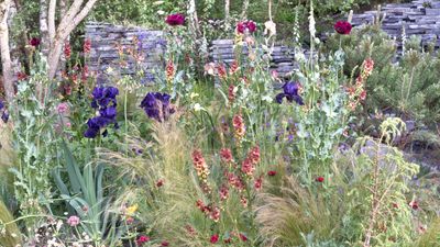 Landscaping with ornamental grasses – 6 inspirational ideas to add height and movement your yard