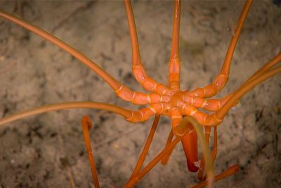 Giant deep-sea spider spotted crawling on ocean floor near Antarctica