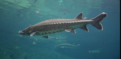 Atlantic sturgeon were fished almost to extinction − ancient DNA reveals how Chesapeake Bay population changed over centuries