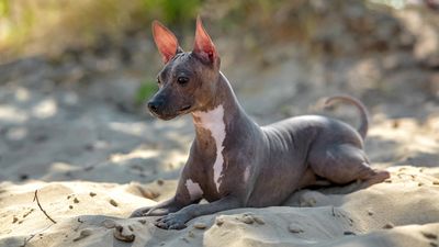 7 bald and beautiful hairless dog breeds
