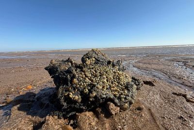 ‘Race against time’ to clear plastic pellets from beaches after North Sea collision