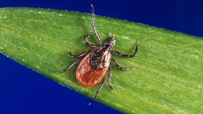 What is babesiosis? The parasitic infection that 'eats' your red blood cells