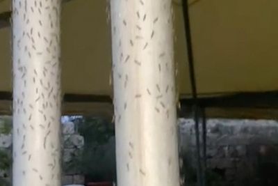 An Italian beach town in Tuscany is invaded by midges. Residents seek emergency declaration to cope