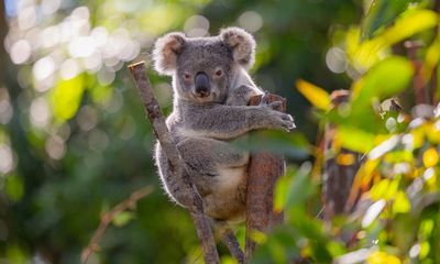 Chlamydia detected in Sydney’s only disease-free koala population