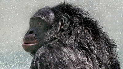 'Bonobo genius' Kanzi, who could understand English and play Minecraft, dies at 44