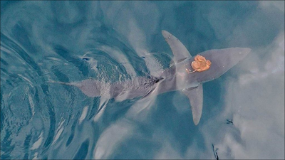 Octopus spotted riding on top of world's fastest shark