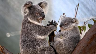 Koalas 'closer to extinction' with new disease outbreak