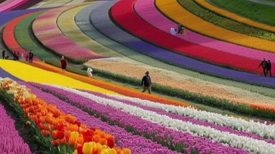 Why Tulips can be a gamechanger in the health industry