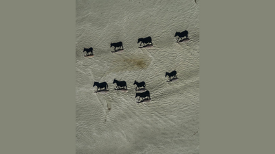 Can you spot the hidden zebras in this incredible aerial photograph?