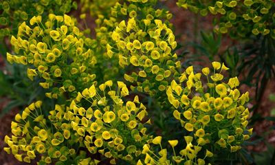 Inject some zing into your weary garden with electrifying euphorbias