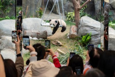 Twin panda cubs make first public appearance with mother Ying Ying at Hong Kong animal park