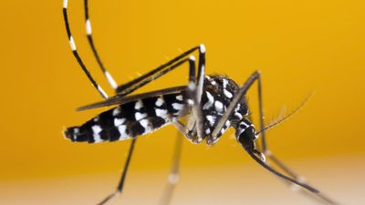 Two die from chikungunya as virus spreads on France's Reunion Island