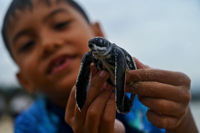 Most of the world’s sea turtle populations are rebounding – even amid climate change threats