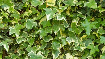 Can I prune my neighbor's ivy? Attorneys and property experts reveal when you can remove this unwanted plant and when you might be breaking the law