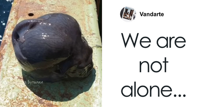 “Little Is Known”: Experts Discuss Unsettling-Looking Fish Caught By Deep-Sea Fisherman