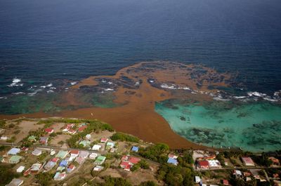 Scientists identify ‘tipping point’ that caused clumps of toxic Florida seaweed