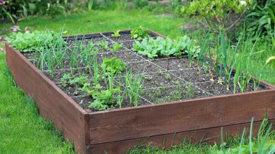 9 of the best vegetables to grow using the square foot gardening method – for big harvests in small spaces