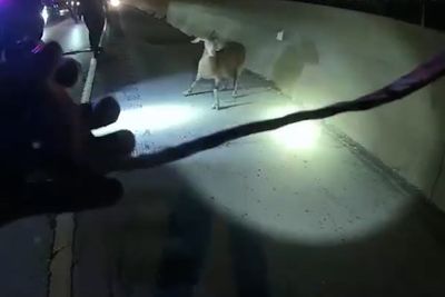 Police officers chase runaway goat down Ohio highway