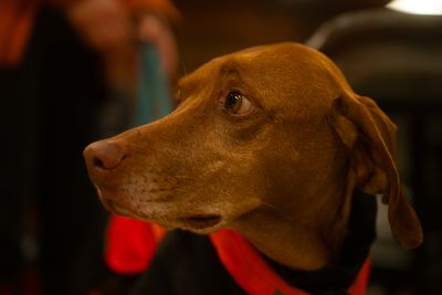 “It was about the adventure and figuring out what is possible with a human and their dog” – meet Nova, the dog who ran an ultra marathon