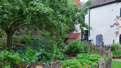 4 reasons you should plant trees in a vegetable garden – plus experts reveal the secrets to help you reap the rewards