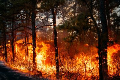 Wildfires prompt evacuations and an emergency declaration in the Carolinas