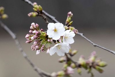 Japan's weather agency declares flowering of Tokyo's cherry blossoms as the festive season begins