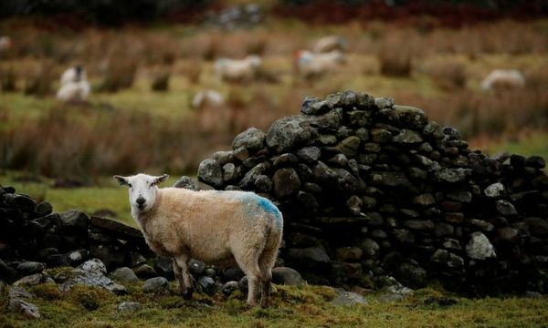 World’s first case of bird flu in sheep detected in England