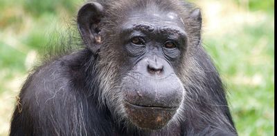 How we revealed the life story of PG Tips chimp – written in her bones