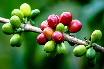 Arabica Coffee Finishes Higher on Brazil Weather Woes
