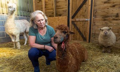 Four alpacas shot dead in field in Cambridgeshire