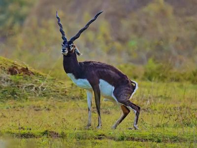 9 wildlife species that set Rajasthan apart from the rest