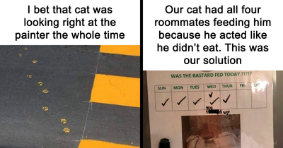 This IG Page Is The Hub For Funny Cat Memes, And Here Are 44 Of The Most Purrfect Ones