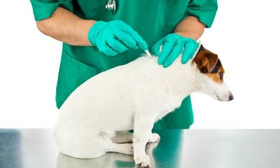 Call for pets’ toxic flea treatments to be tightly restricted in UK