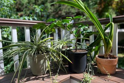 After a long winter, send your houseplants on a summer vacation
