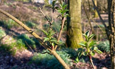 Country diary: Spring is beginning, with birdsong and green shoots