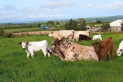 Ancient Cattle of Wales added to watchlist for urgent action to save rare breeds