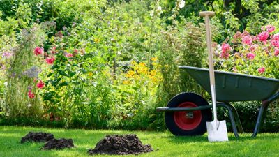 Tired of moles wrecking your lush lawn? These 7 humane methods will keep them at bay, say pest control experts