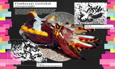 Small but feisty: the clever cuttlefish that changes colour to bedazzle predators