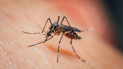 Scientists discover drug that could make human blood deadly to mosquitos in fight against malaria